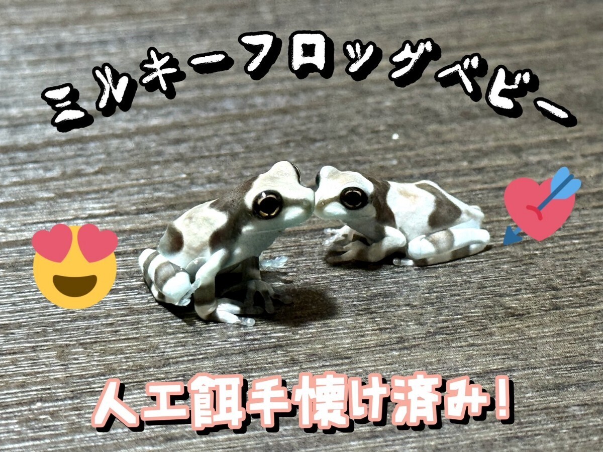 ミルキーフロッグベビーランダム5匹　国内cb自家繁殖　ベルツノガエル　イエアメガエル