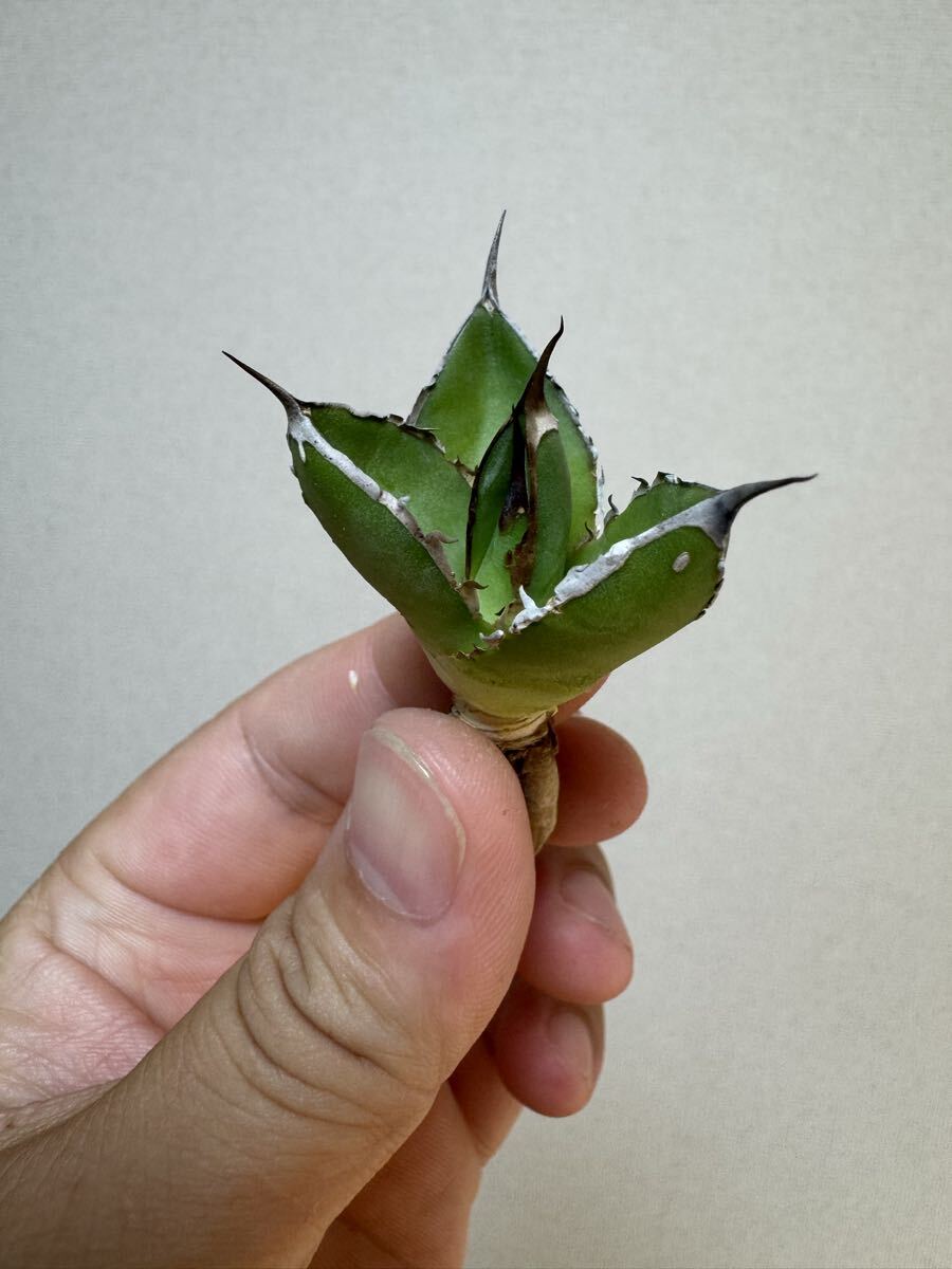 ブラックボーイ チャメロプス アガベ笹の雪 ３種セット アガベ 笹の雪 ブラックボーイ チャメロプス 3種セット 02