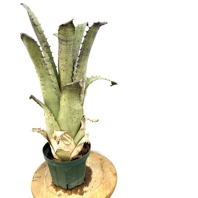 (現品) ホヘンベルギア sp.サンドラズマウンテン (No.62503) (タンクブロメリア Hohenbergia sp. Sandra's Mountain)