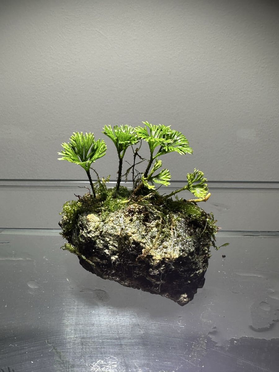 Elaphoglossum peltatum 希少テラリウムエクアドルシダ植物石 _画像1