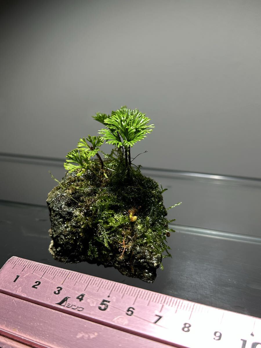 Elaphoglossum peltatum 希少テラリウムエクアドルシダ植物石 _画像5