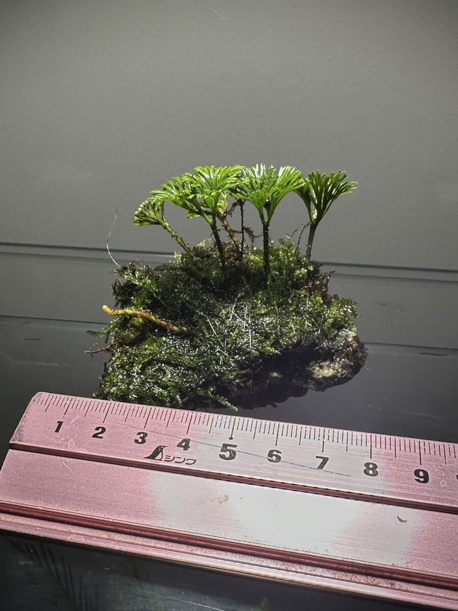 Elaphoglossum peltatum 希少テラリウムエクアドルシダ植物石 _画像7