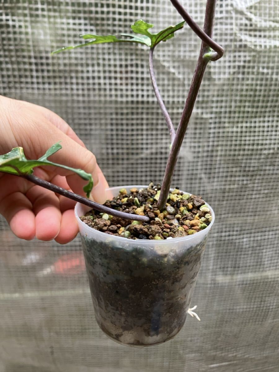 アデニア ペリエリ 挿し木 発根済