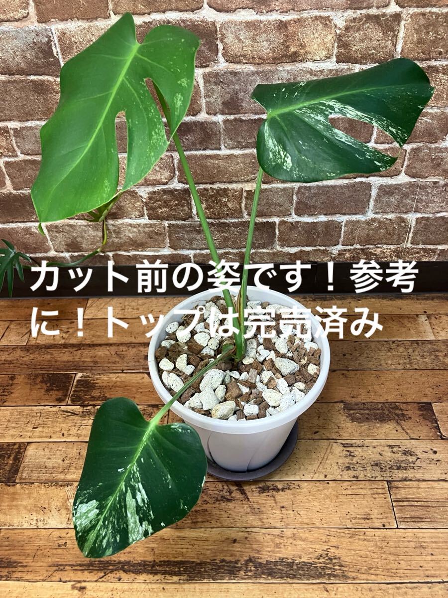 モンステラ デリシオーサ ミント極美個体からの株分け ボトム
