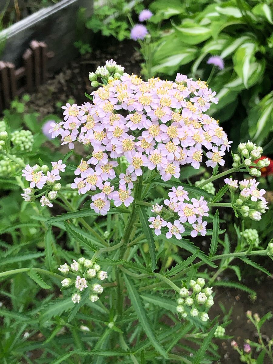 花種 アキレア ラブパレード 花殻5個 宿根 北海道より