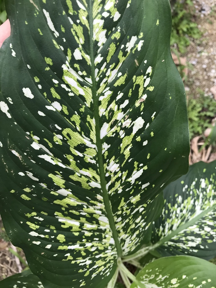 ディフェンバキア　トリカラー