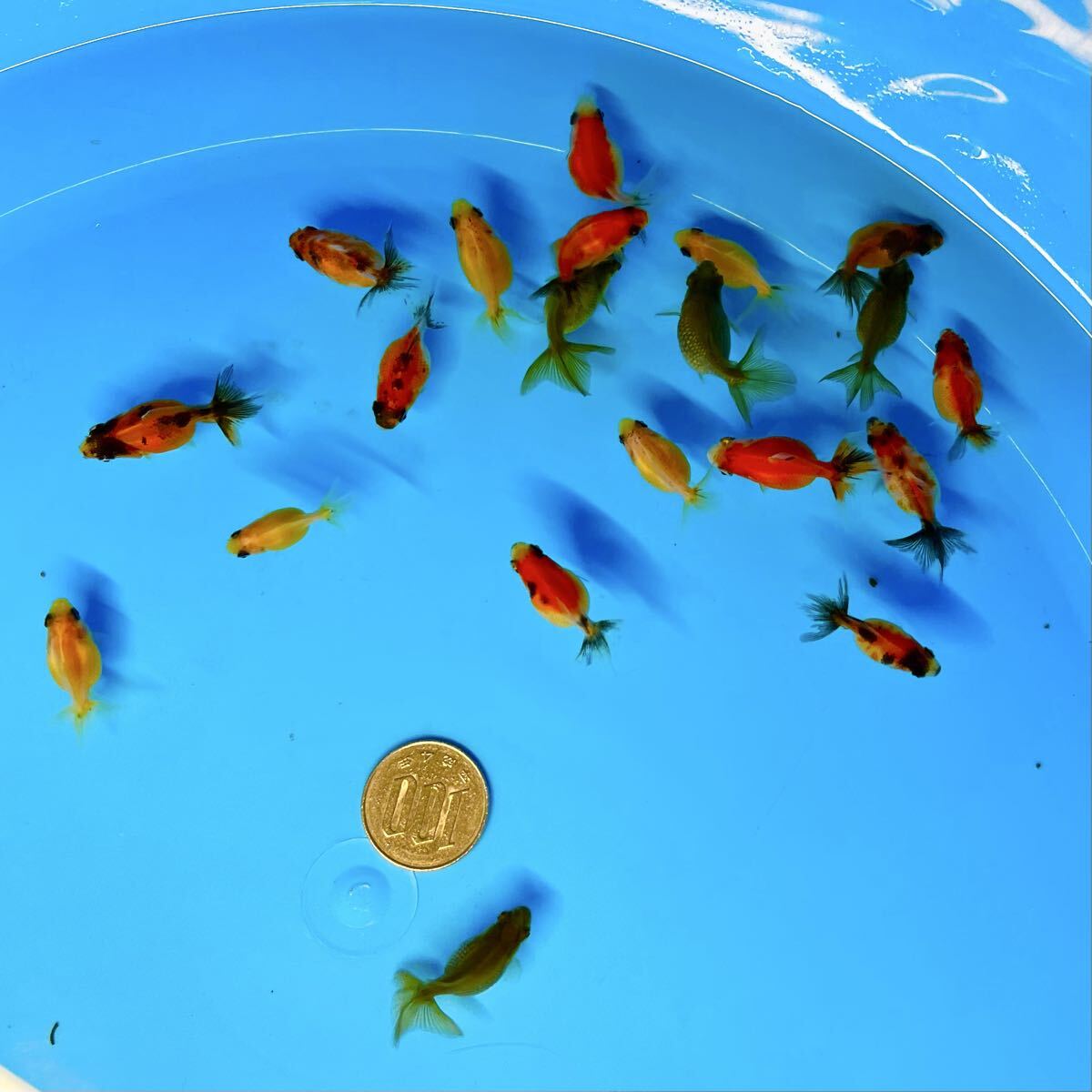 現代根付 作家一点物【金魚(ピンポンパール)】15〜20年位前に入手との事 Amazon | 【生体】ピンポンパール 5匹 M 3cm～5cm前後 金魚