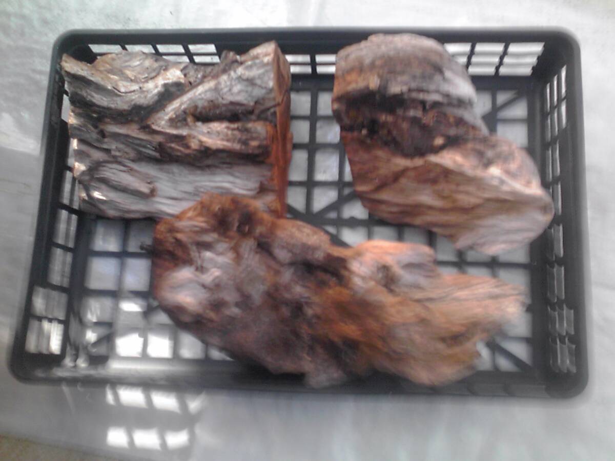 山野草　流木1ケースで　813.368369370