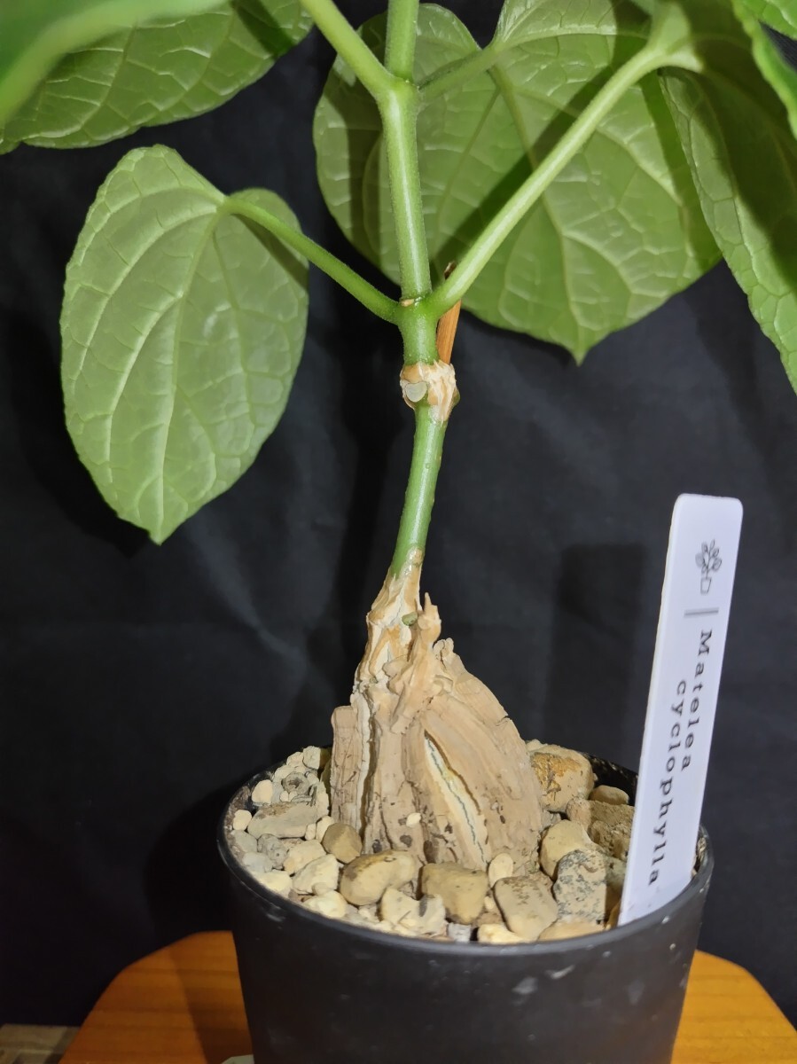 ③Matelea cyclophylla/マテレア　シクロフィラ 現(xiàn)地株 発根済【灌木 塊根 コーデックス 多肉 サボテン 観葉植物】