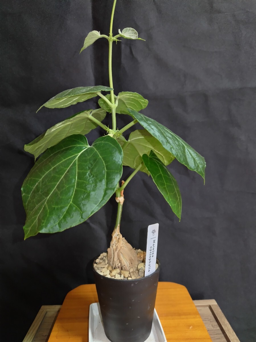 ③Matelea cyclophylla/マテレア　シクロフィラ 現(xiàn)地株 発根済【灌木 塊根 コーデックス 多肉 サボテン 観葉植物】