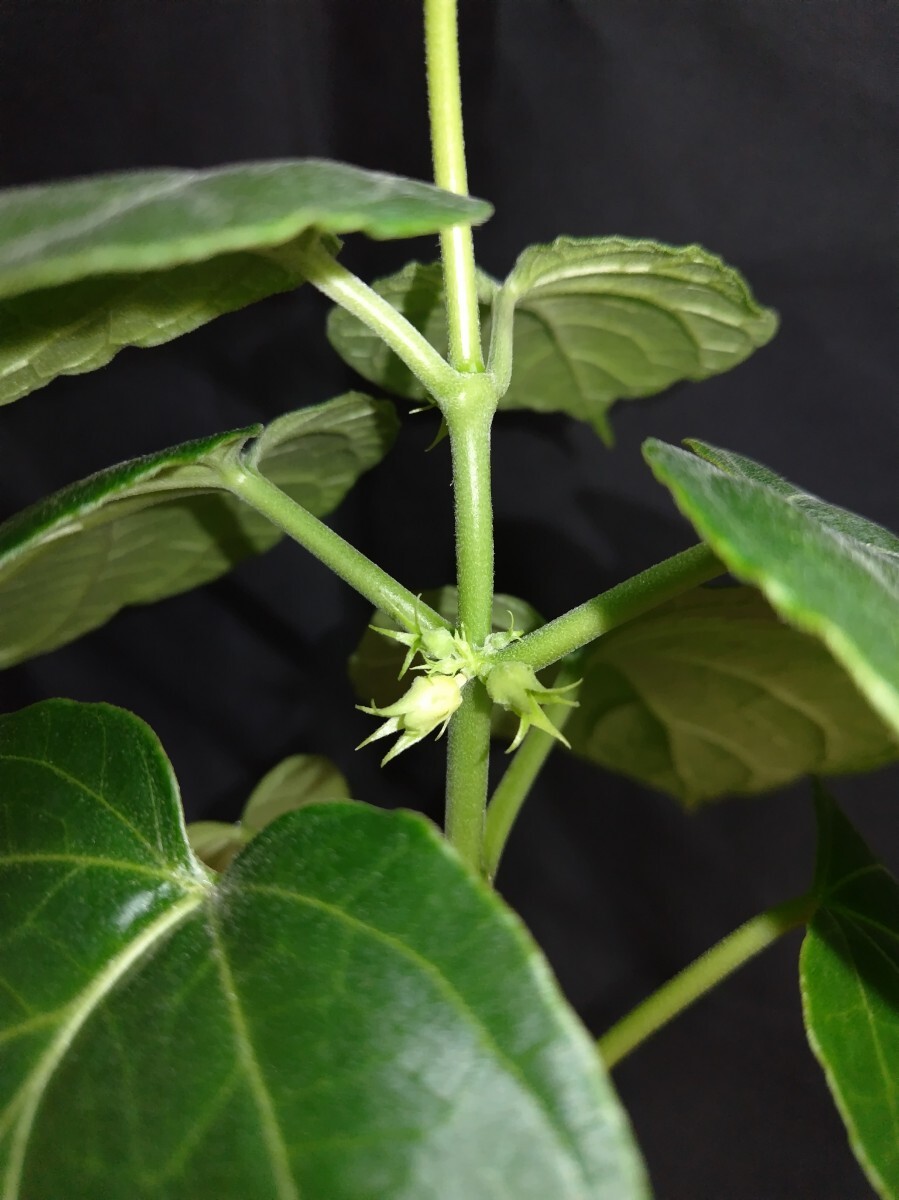 ③Matelea cyclophylla/マテレア　シクロフィラ 現(xiàn)地株 発根済【灌木 塊根 コーデックス 多肉 サボテン 観葉植物】