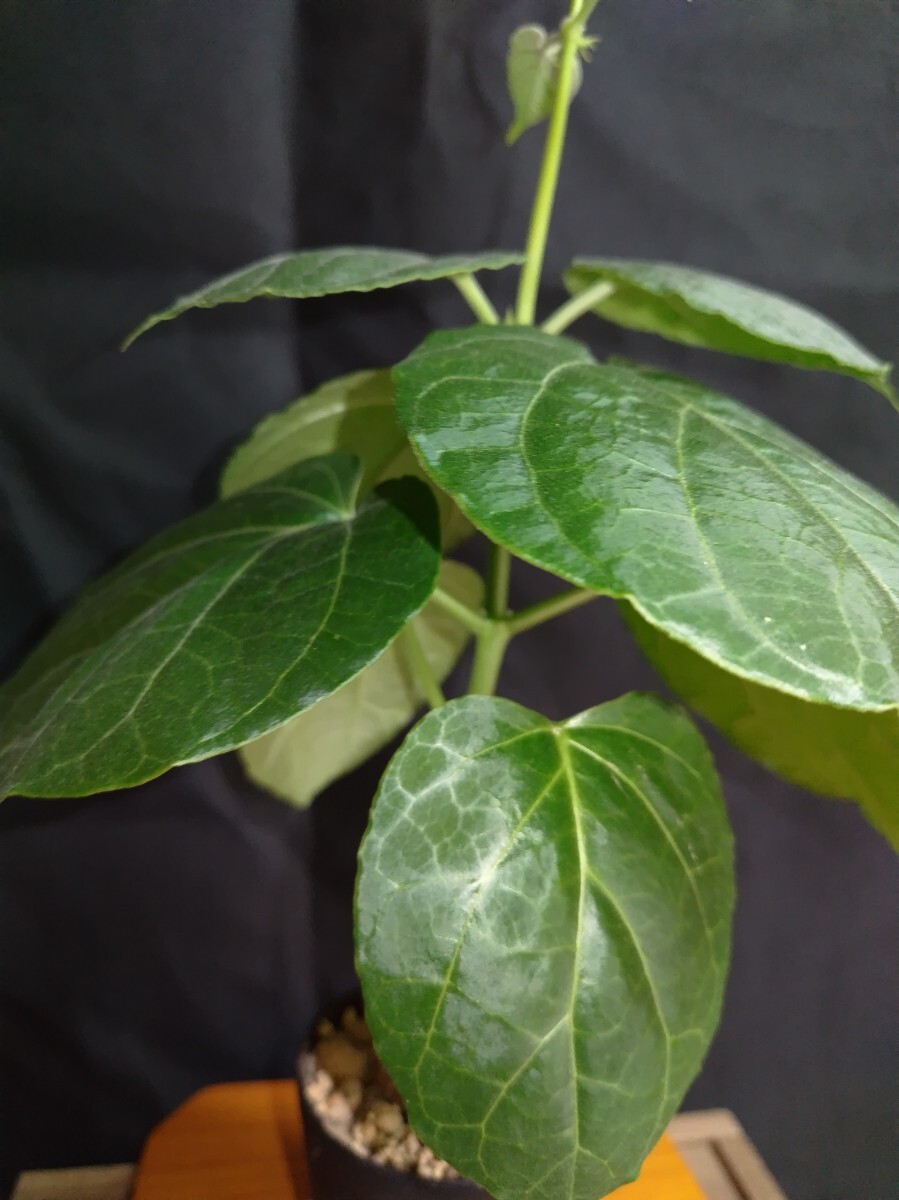 ③Matelea cyclophylla/マテレア　シクロフィラ 現(xiàn)地株 発根済【灌木 塊根 コーデックス 多肉 サボテン 観葉植物】