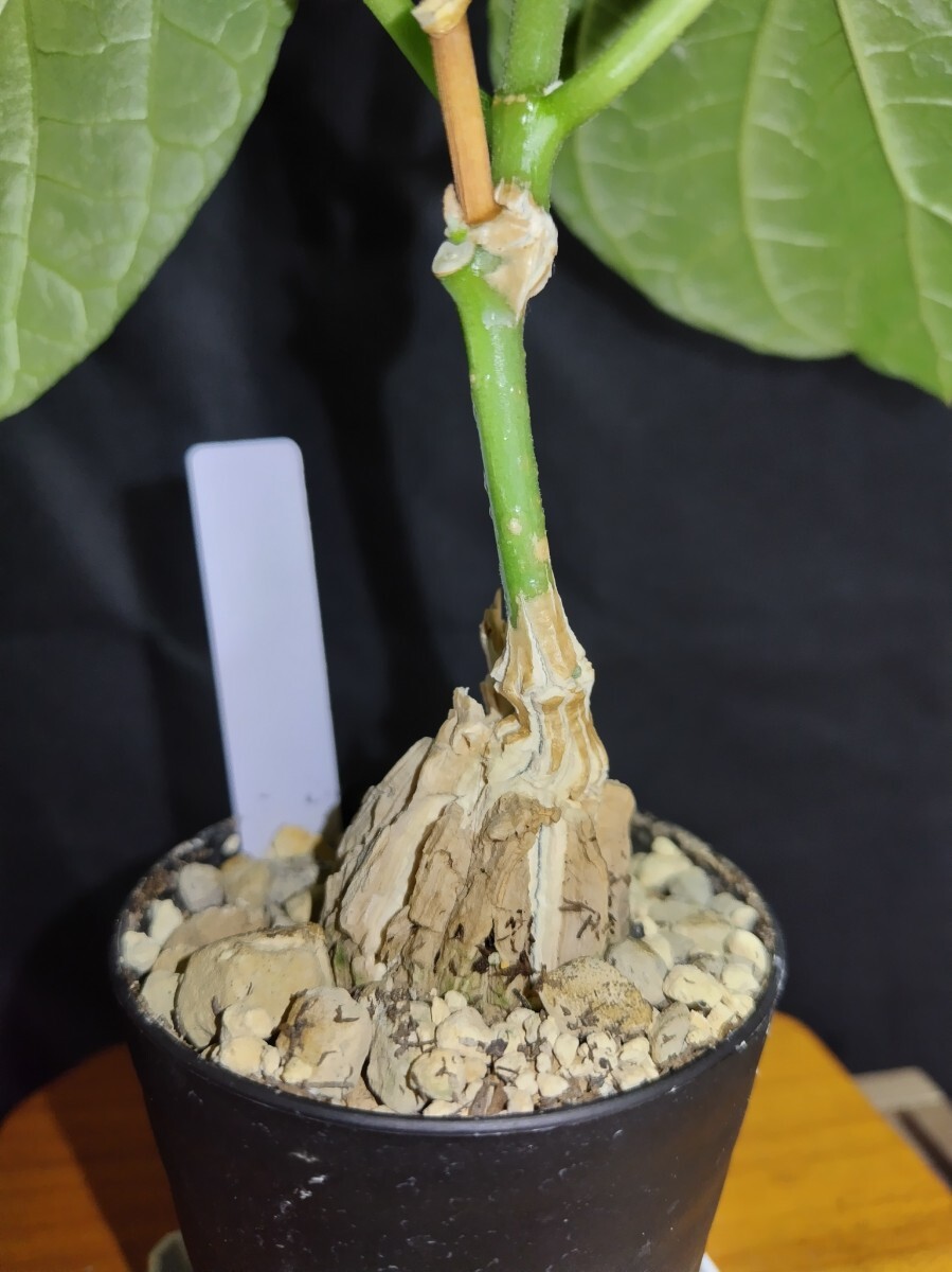 ③Matelea cyclophylla/マテレア　シクロフィラ 現(xiàn)地株 発根済【灌木 塊根 コーデックス 多肉 サボテン 観葉植物】