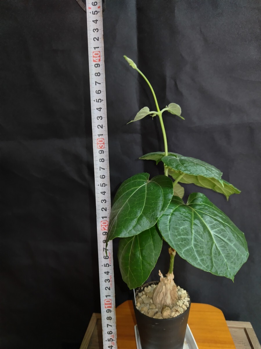 ③Matelea cyclophylla/マテレア　シクロフィラ 現(xiàn)地株 発根済【灌木 塊根 コーデックス 多肉 サボテン 観葉植物】