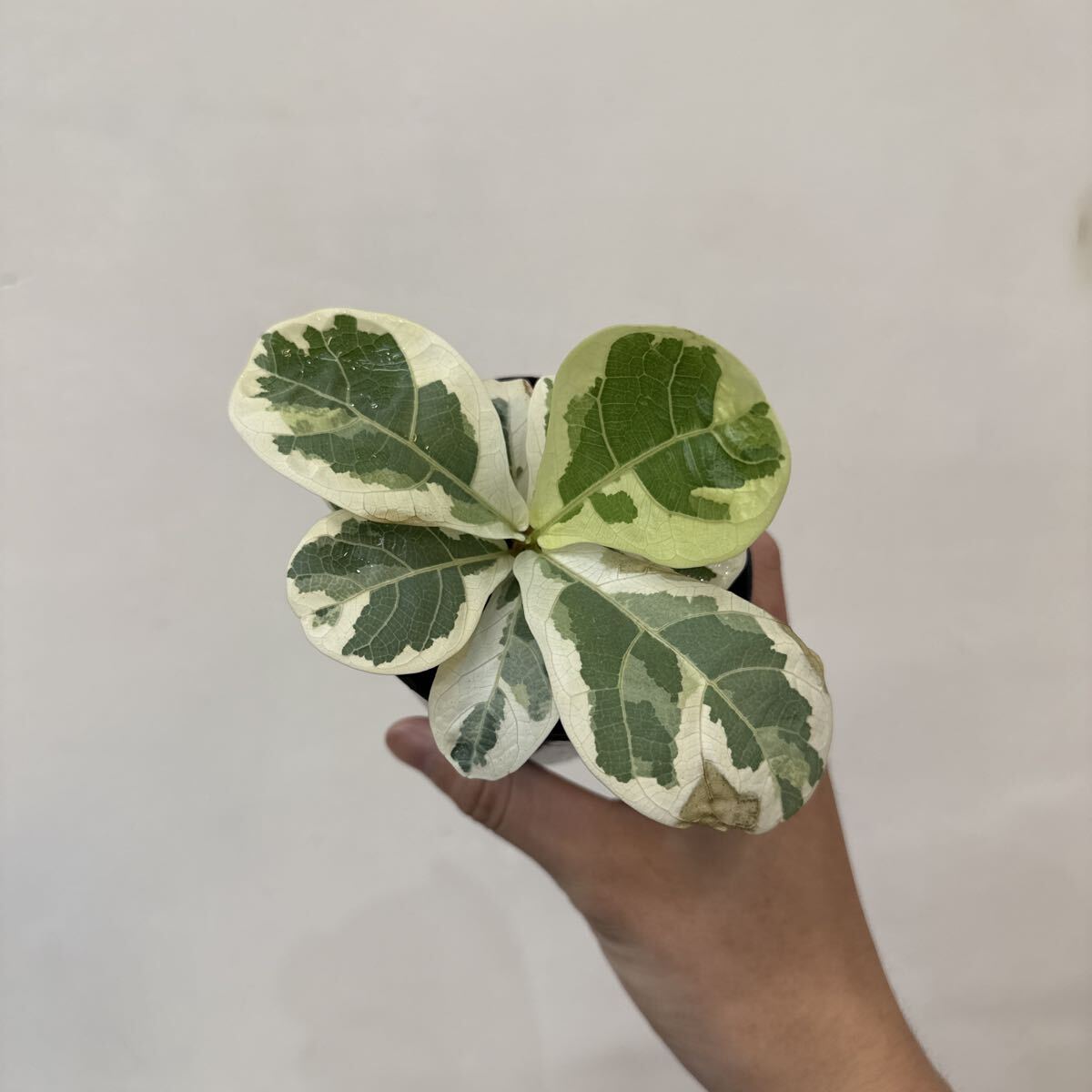 フィカス　リラータ　イヴォンヌ　Ficus Lyrata Ivonne フィカス リラータ イヴォンヌ Ficus Lyrata Ivonne