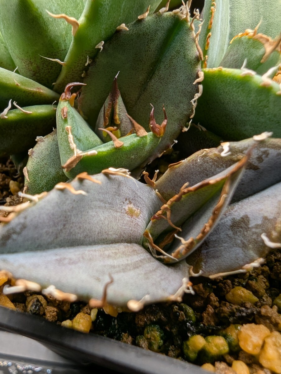 P*中様 アガベ　242　約80株セット 　オアハカ産　 メキシコ　オテロイ　実 HACHI-8公式】アガベ オアハカ オテロイ – Hachi-8