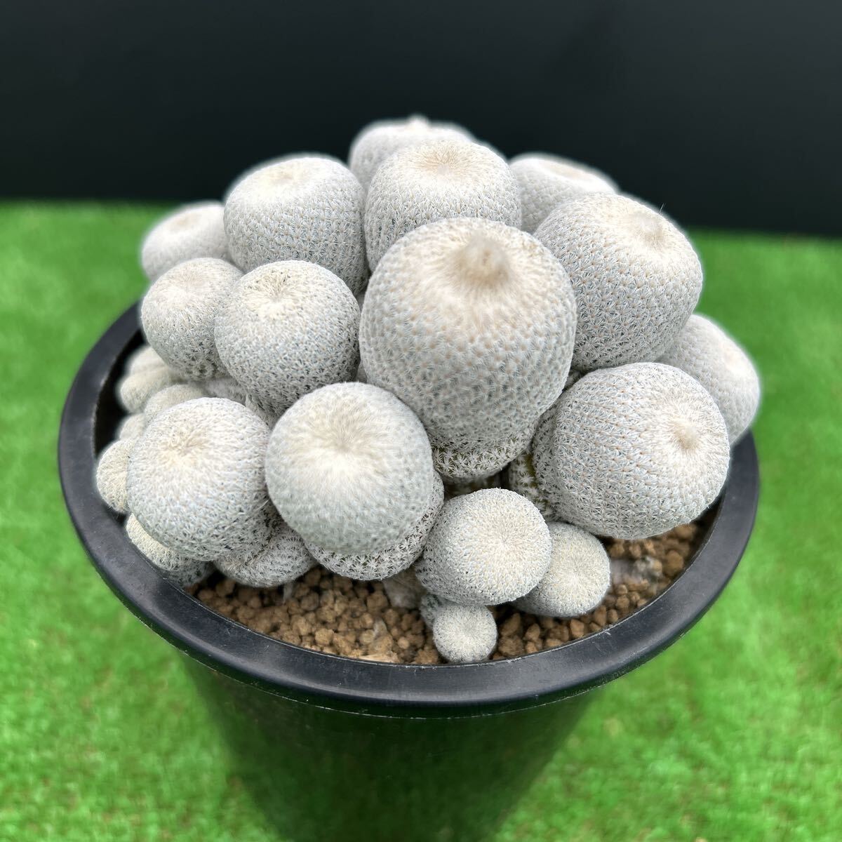 サボテン多肉植物　小人の帽子