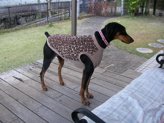  ручная работа * собака одежда * большой собака *.. глубокий собака * футболка * майка * милитари * Brown * бежевый * камуфляж * камуфляж способ * майка *