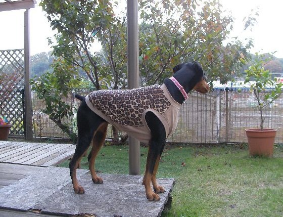  ручная работа * собака одежда * большой собака *.. глубокий собака * футболка * майка * милитари * Brown * бежевый * камуфляж * камуфляж способ * майка *