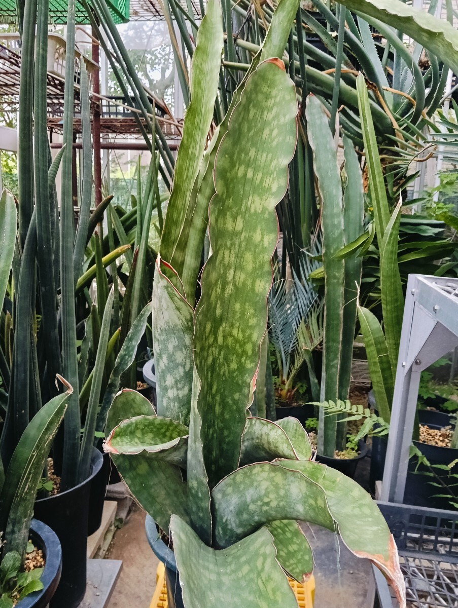 サンスベリア サンセベリア ドラゴンキング 極厚 Sansevieria