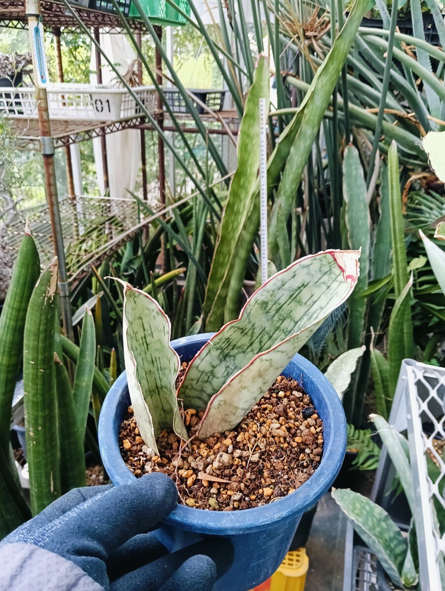 サンスベリア サンセベリア タンザニア ドラゴンキング系 極厚