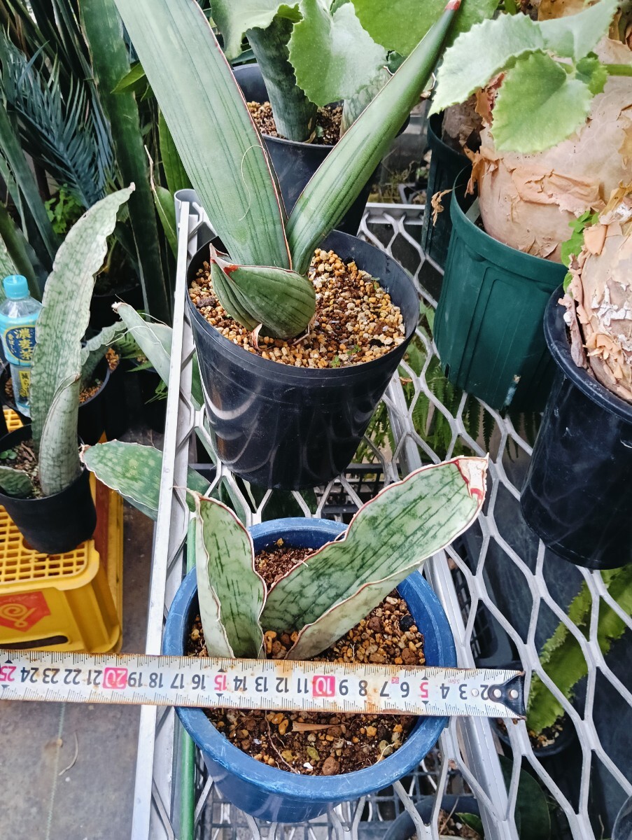 サンスベリア ドラゴンキング サンスベリア ドラゴンキング Sansevieria Mafinga Tanzania