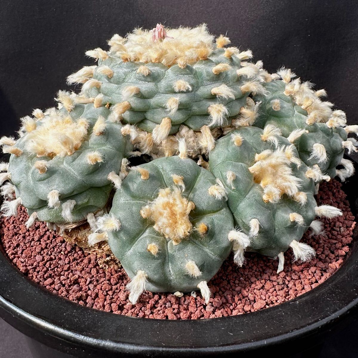 サボテン ロホホラ 疣銀冠 モンスト 楽天市場】サボテン：ロフォフォラ 銀冠玉モンスト*幅8cm 現品