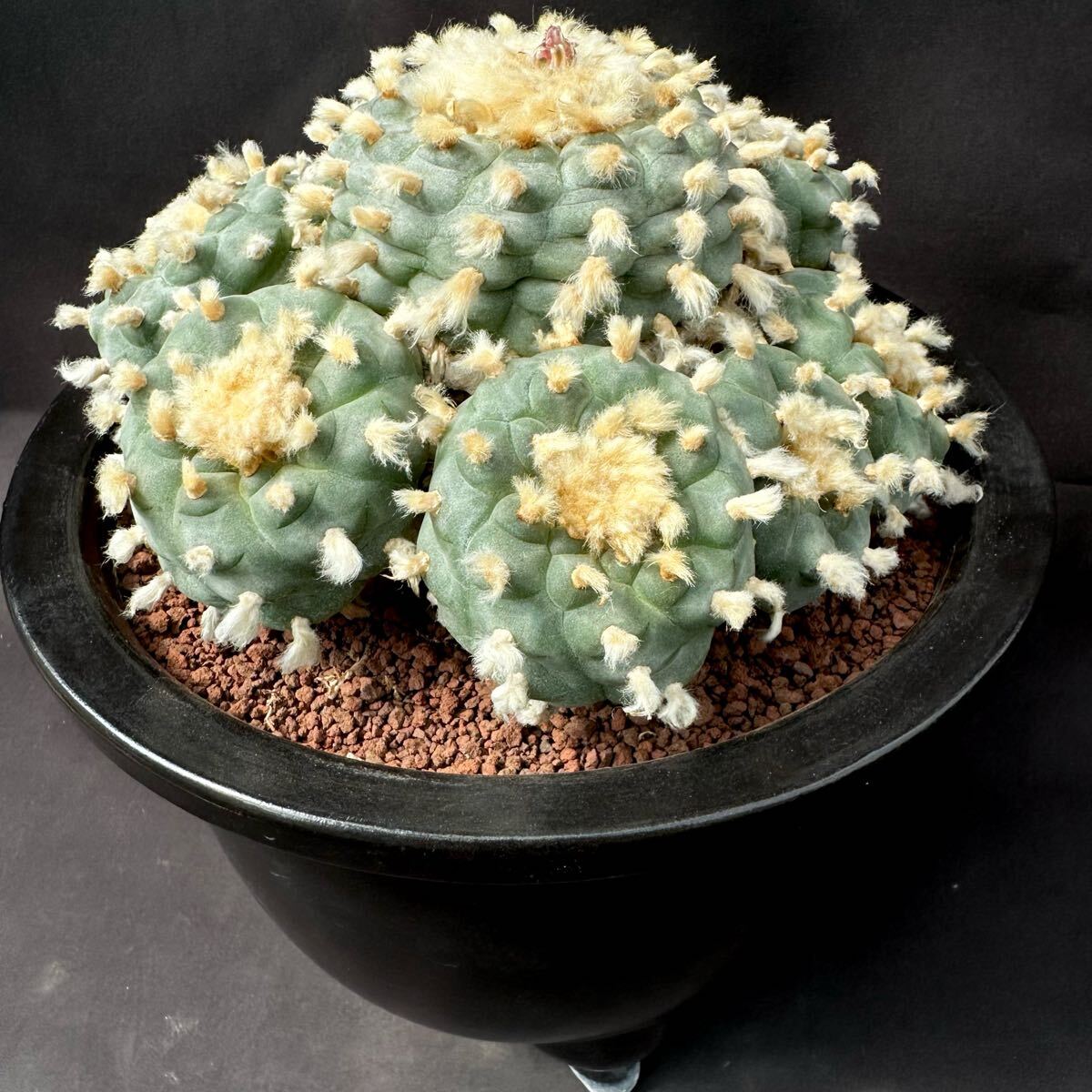 実生/9頭立群生】烏羽玉 Lophophora williamsiiロホホラ