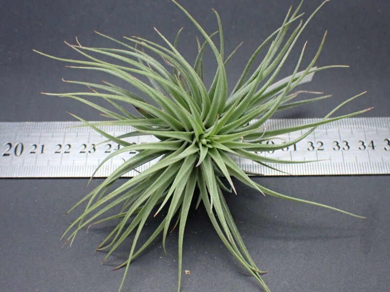 チランジア Fat Boy Tillandsia Fat Boy
