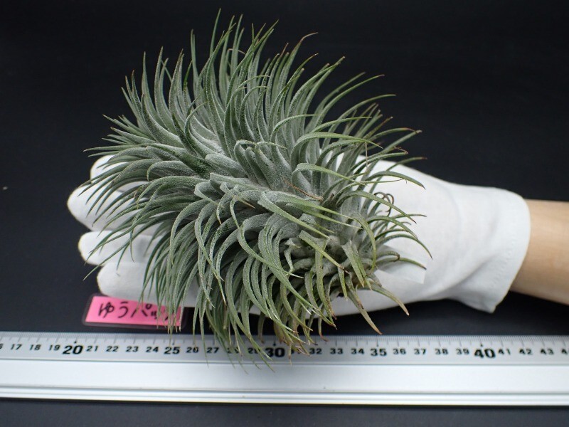 チランジア イオナンタ スノーボール 現品) チランジア イオナンタ 'スノーボール' (No.22109