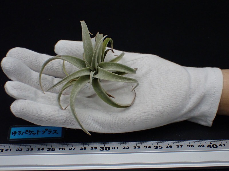 Tillandsia ラティフォリア レウコフィラ① Tillandsia latifolia v.leucophylla チランジア・ラティ