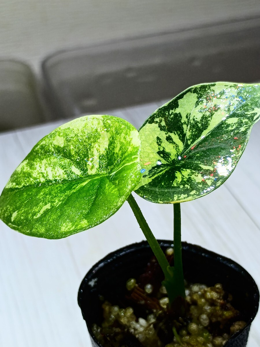 アロカシア シヌアータ バリエガータ アロカシア シヌアータ バリエガータ 斑入り 熱帯植物 観葉植物