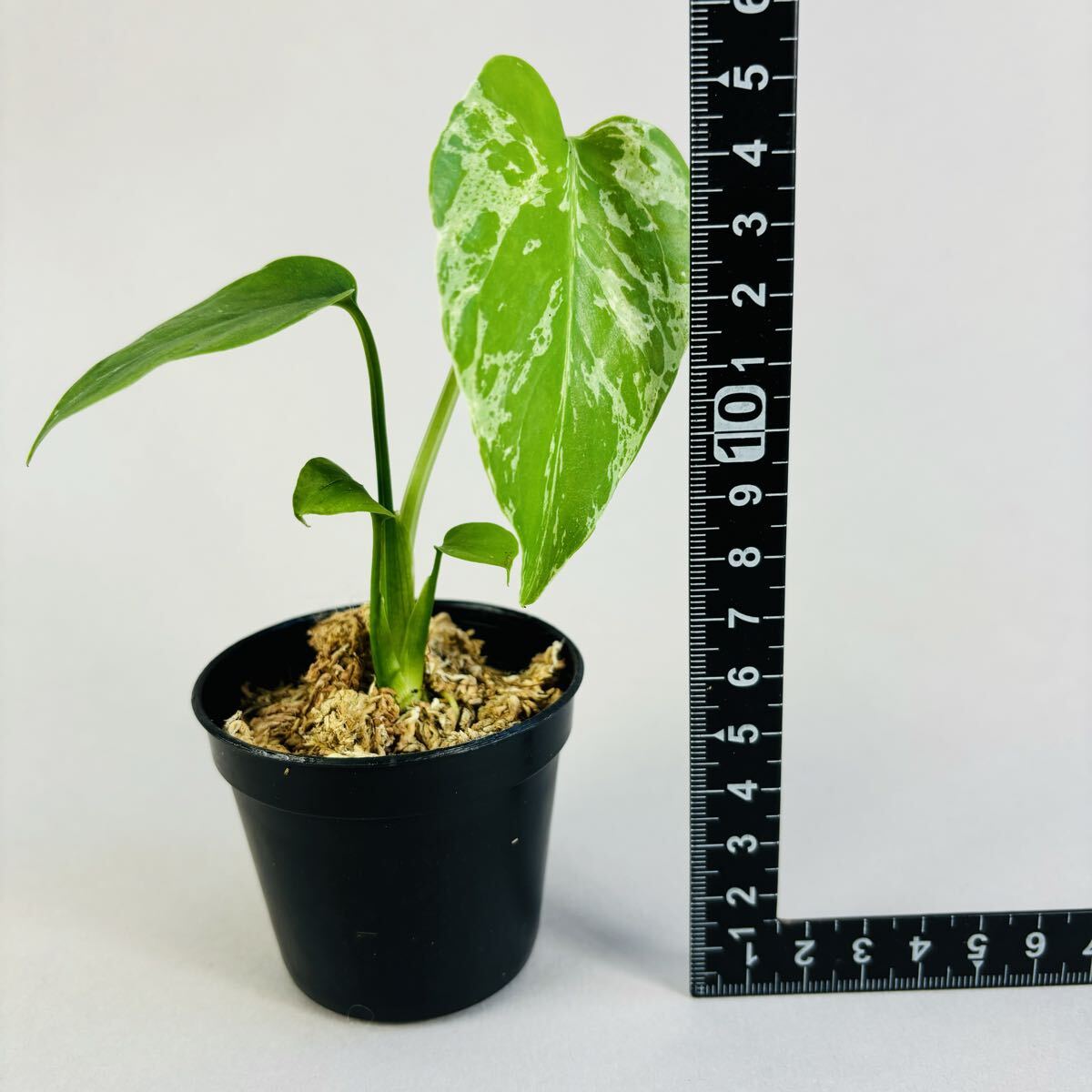 は*ち様 モンステラ・フシギダネ 順化済み 斑入り lsw312 品種保証