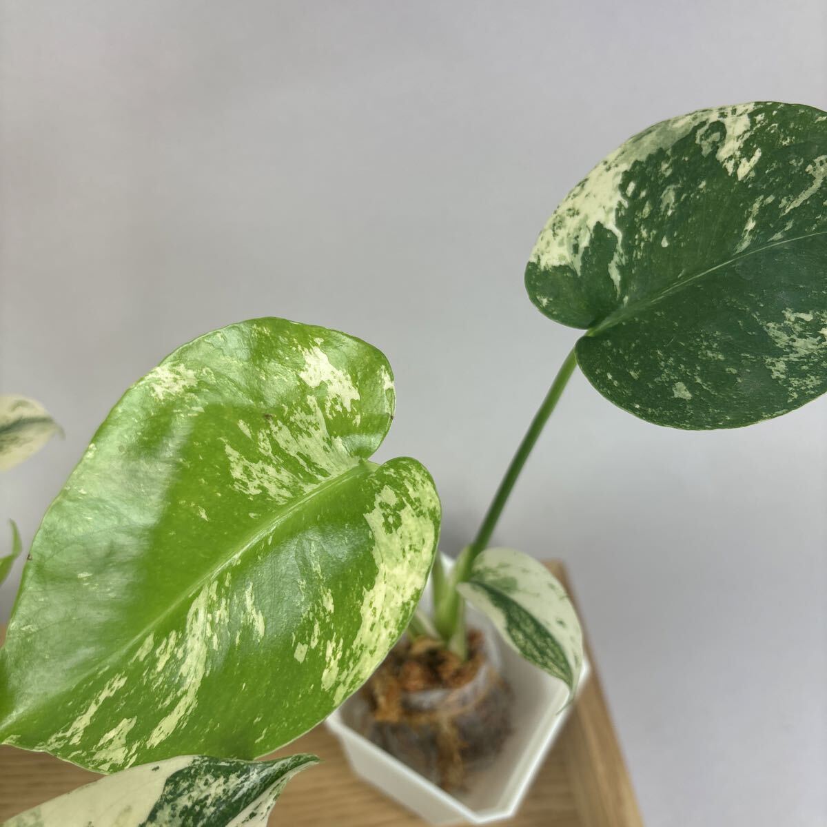 新作入荷，正規品 ホワイトモンスター 天津蘭 モンステラ斑入り