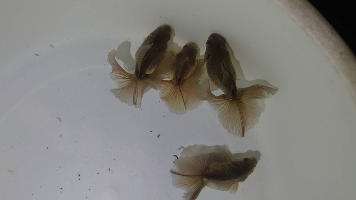 【動画の土佐錦４匹　明け2歳/　選別漏れ】十