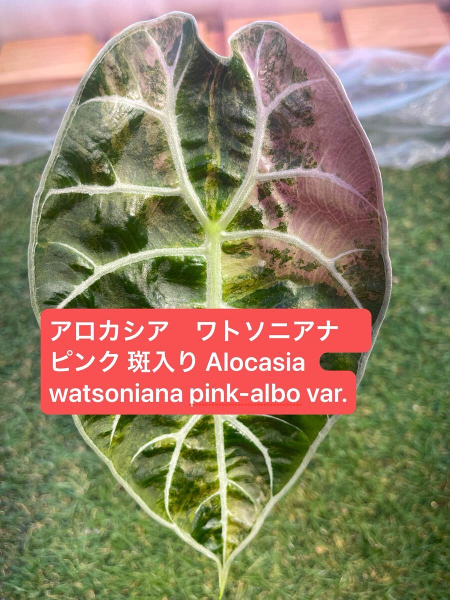 アロカシア ワトソニアナ ピンク Yahoo!オークション - アロカシア ワトソニアナ ピンク 斑入り