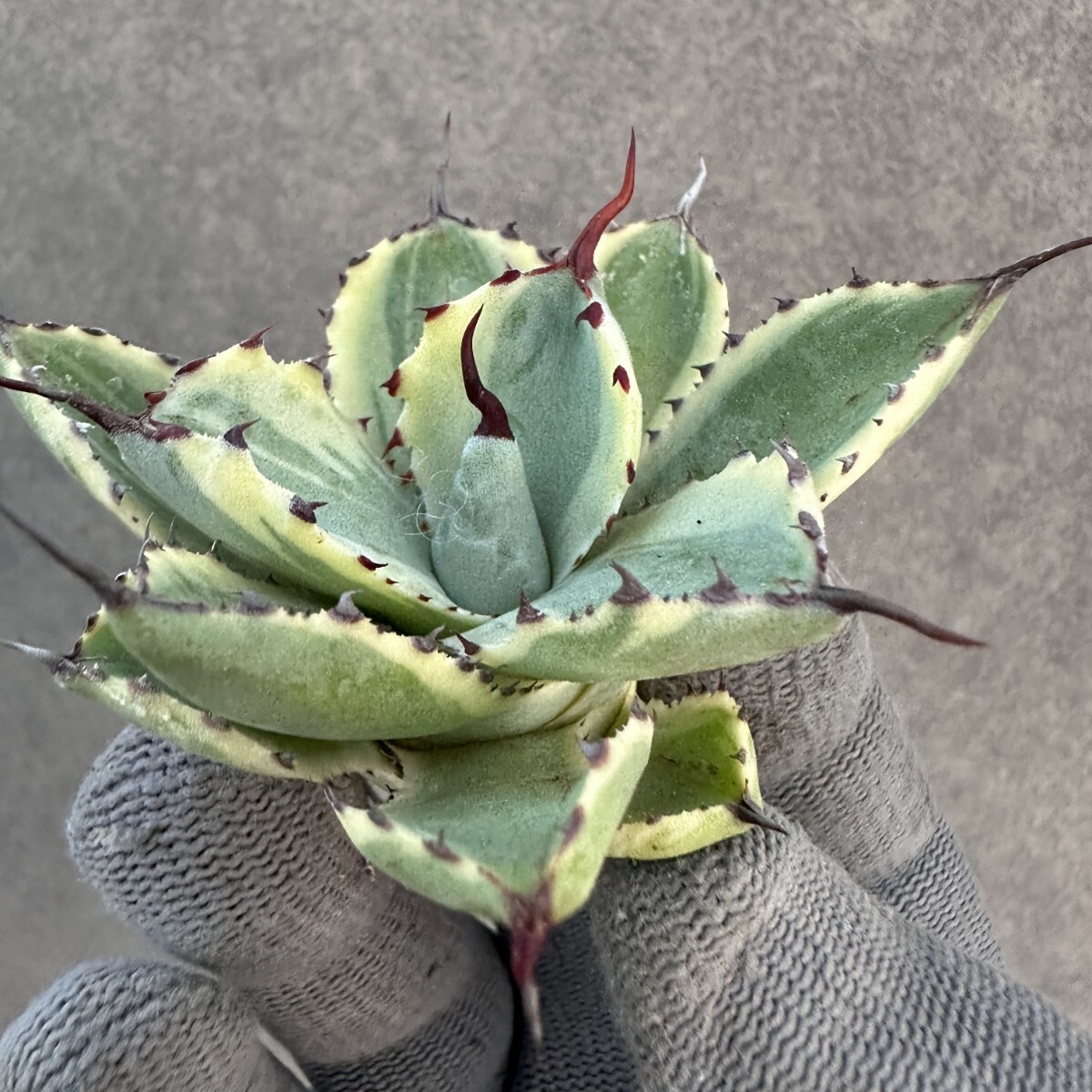 a40 多肉植物 アガベ チタノタ パリー　トランカータ　オリザバ　斑入り　ベアルート