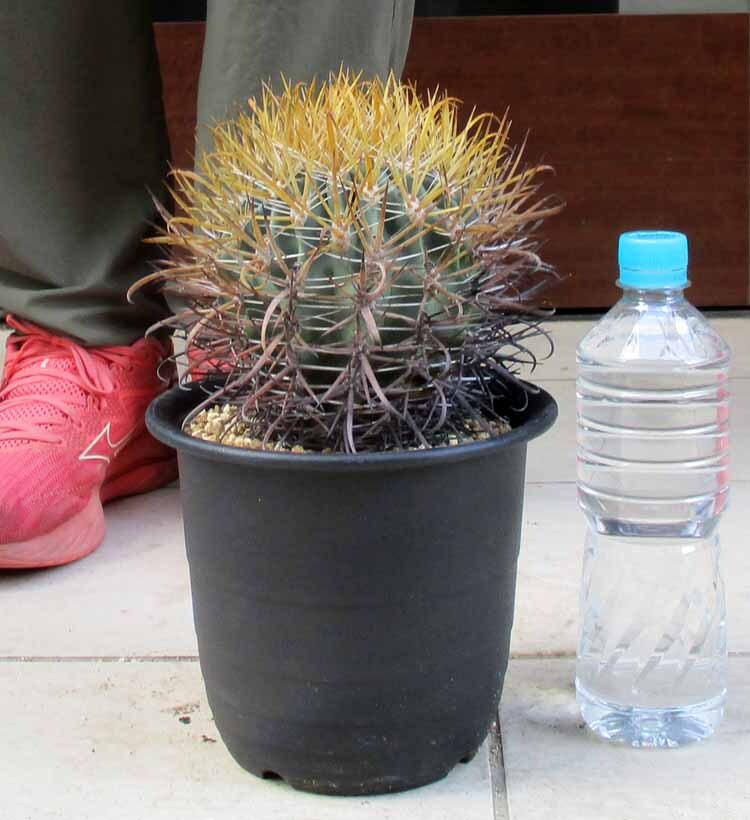 【現品】サボテン:フェロカクタス・サンタマリア 6号 KM番 現品】サボテン:フェロカクタス・サンタマリア Ferocactus