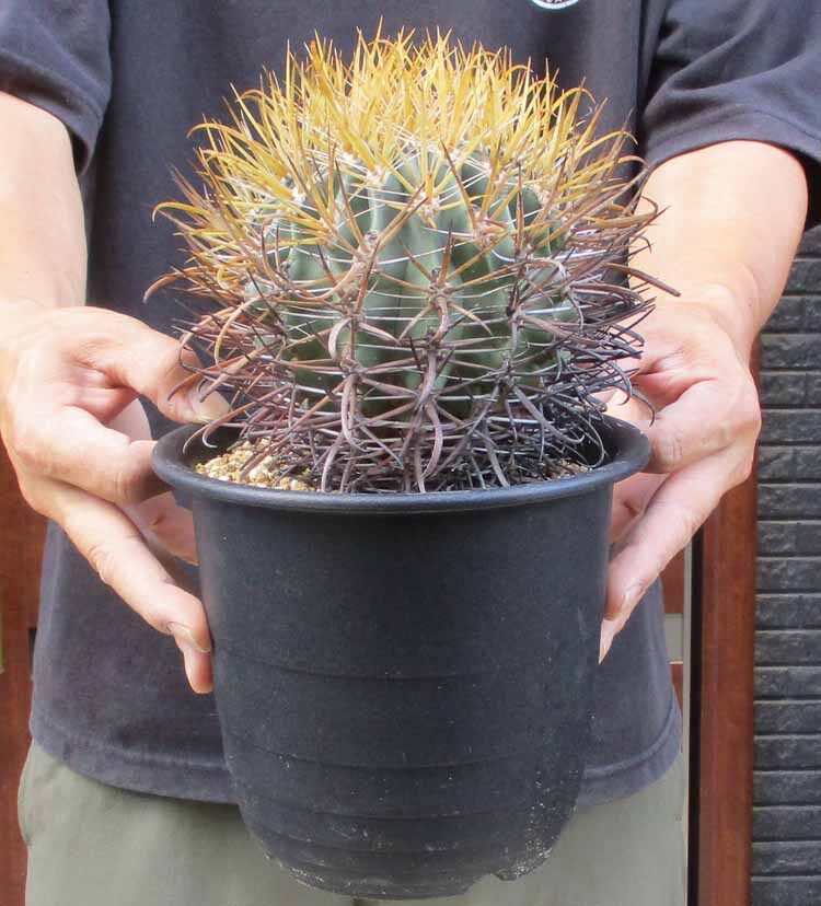 【現品】サボテン:フェロカクタス・サンタマリア 6号 KM番 現品】サボテン:フェロカクタス・サンタマリア Ferocactus