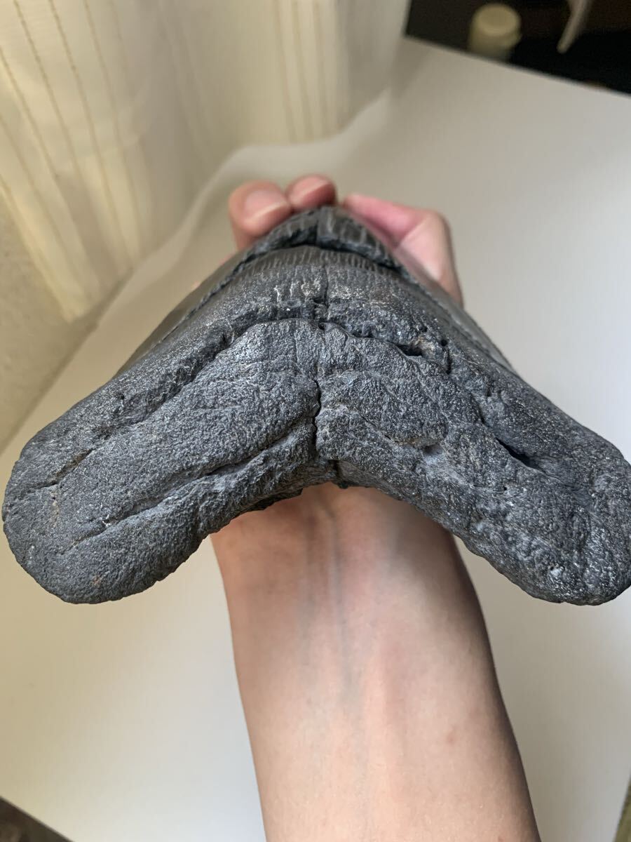 国内最大級　メガロドン　化石　サメの歯　463g 恐竜鮫アンモナイト牙爪骨鉱物標本アンティーク骨董珍品三葉虫隕石アンモライト卵骨根付_画像8