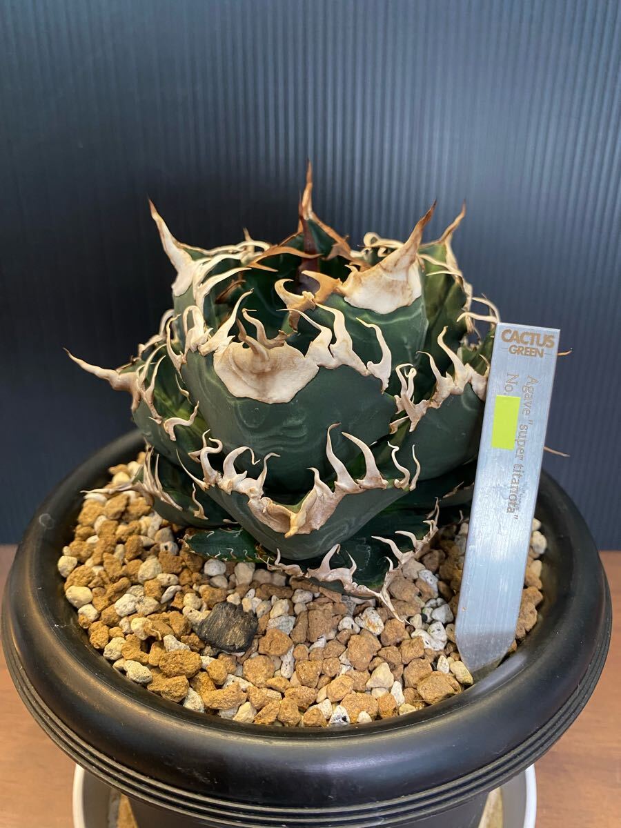 【極上最高級株】発根済み！大きめオリザバ②アガベ　極上株 極上最高級株】発根済み！大きめオリザバ①アガベ カット株 アガベ