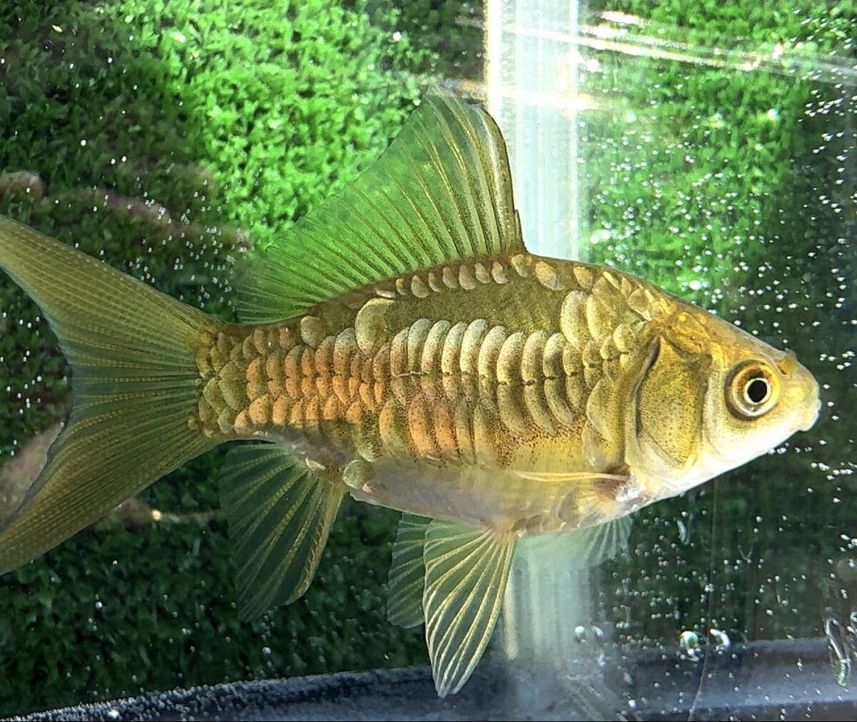 ドラゴンスケール朱文金 約6~7cm 当歳 2匹