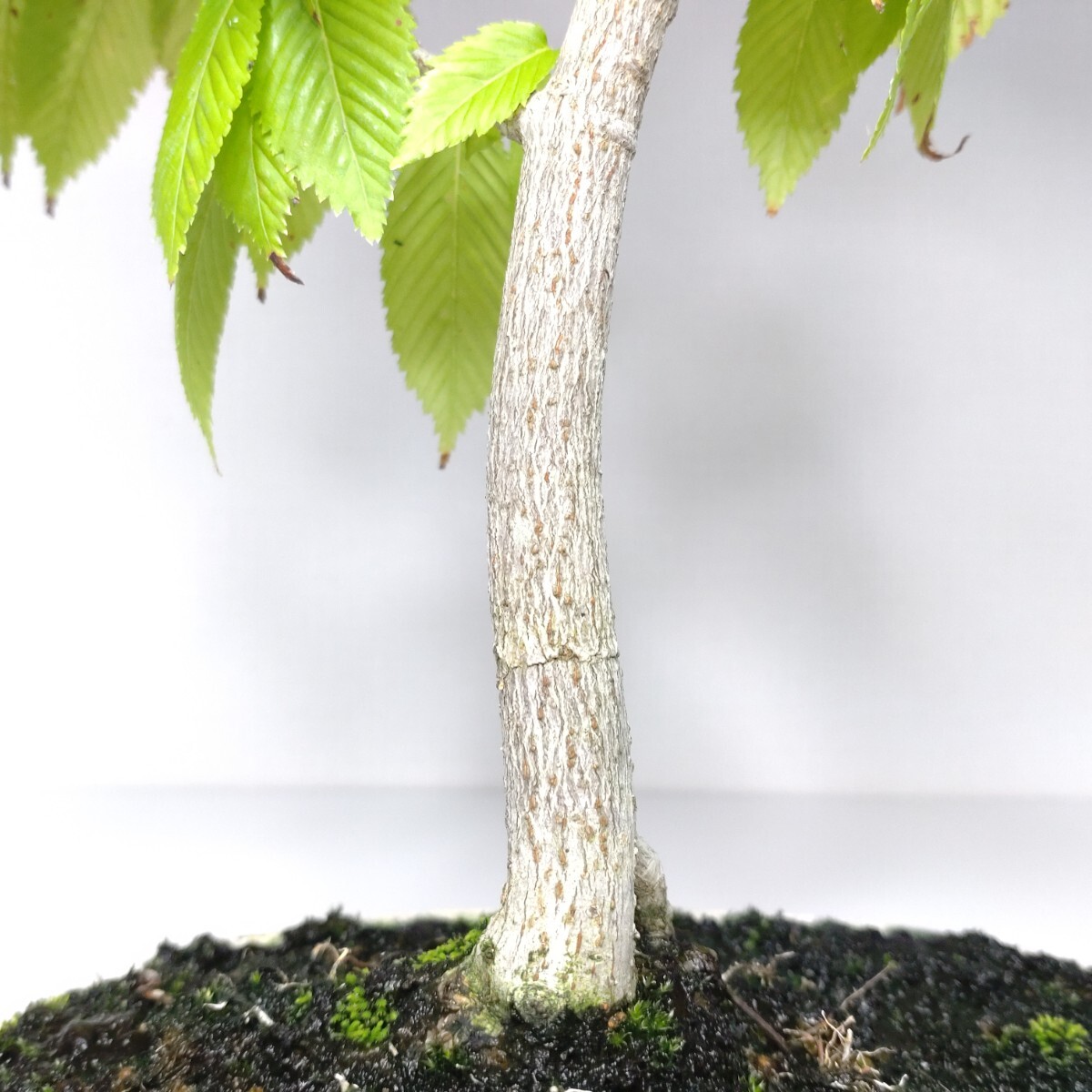 山柴楓（ヤマシバカエデ）盆栽 SS009 山柴楓（ヤマシバカエデ）盆栽 SS009