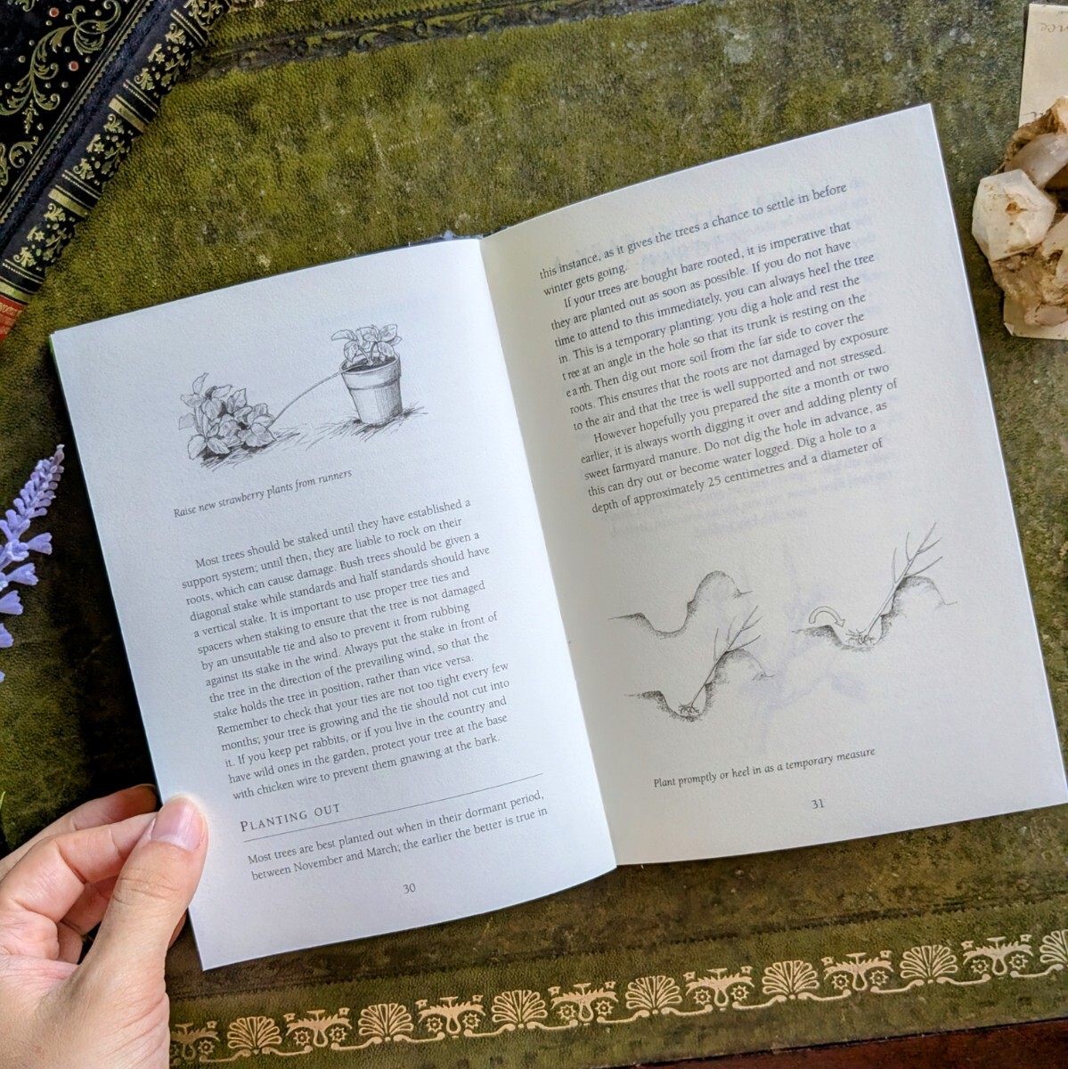 садоводство товары . средний . хочет фруктовое дерево культивирование гид! старинная книга иностранная книга растения иллюстрированная книга