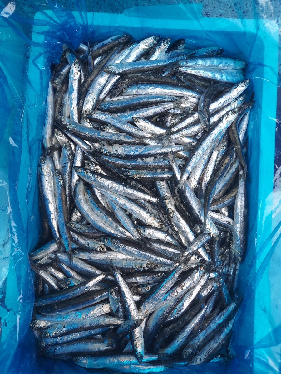 セグロイワシ12~14cm750g(50匹位)セット1080円即決
