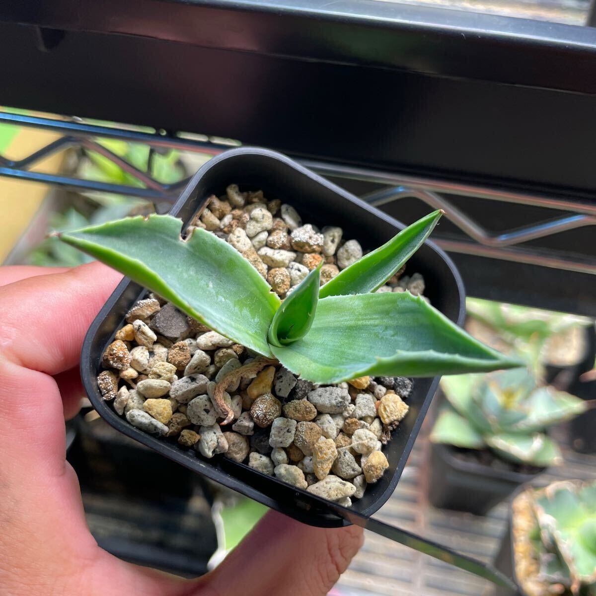 アガベ　オバティフォリア　キラー　斑入り　地植え　ドライガーデン　オルカ　カメオ アガベ オバティフォリア キラー 斑入り 地植え ドライガーデン