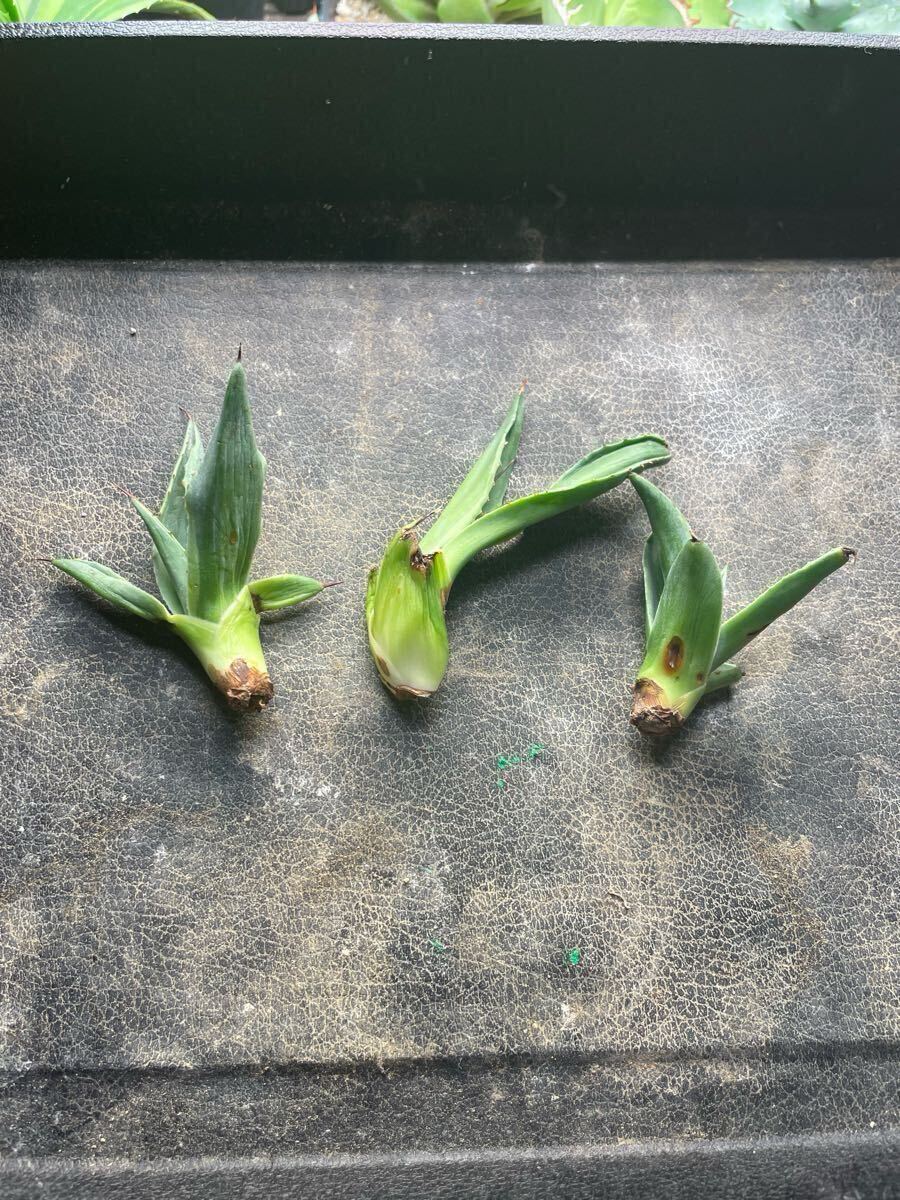 アガベ　オバティフォリア　キラー　斑入り　地植え　ドライガーデン　オルカ　カメオ アガベ オバティフォリア キラー 斑入り 地植え ドライガーデン