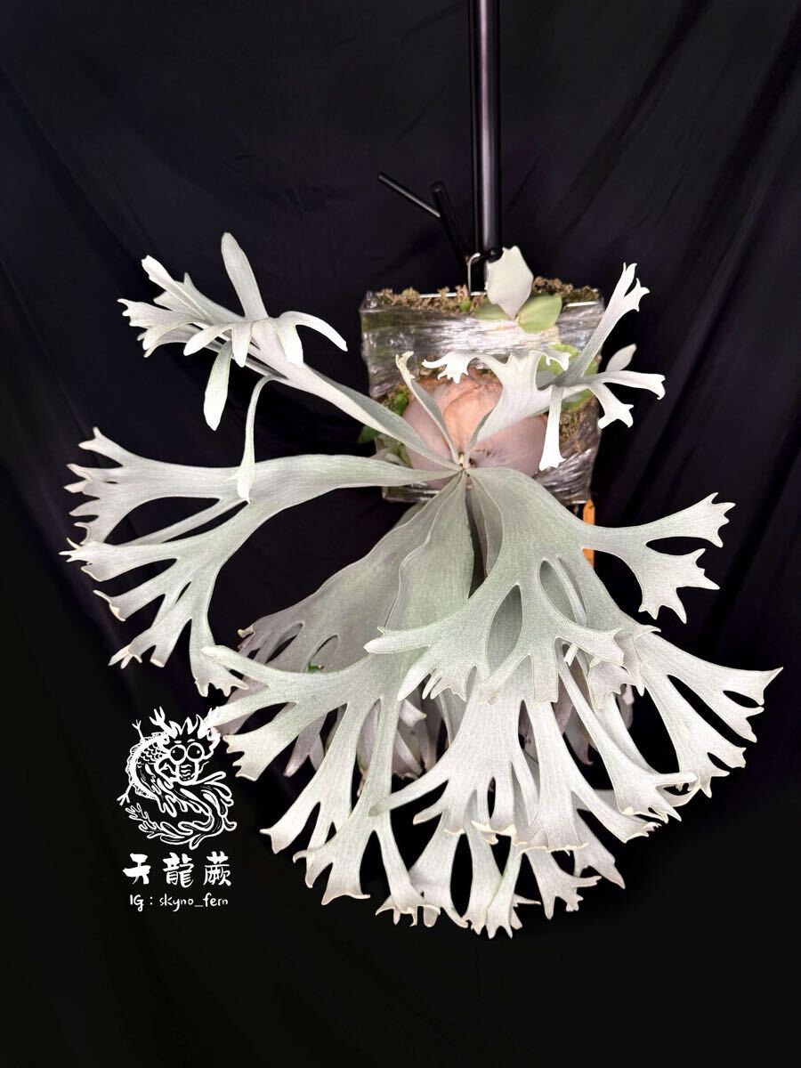 P. Pegasus Seiya (P. HFG AUS x Pegasus Sporelings #1 from ILF