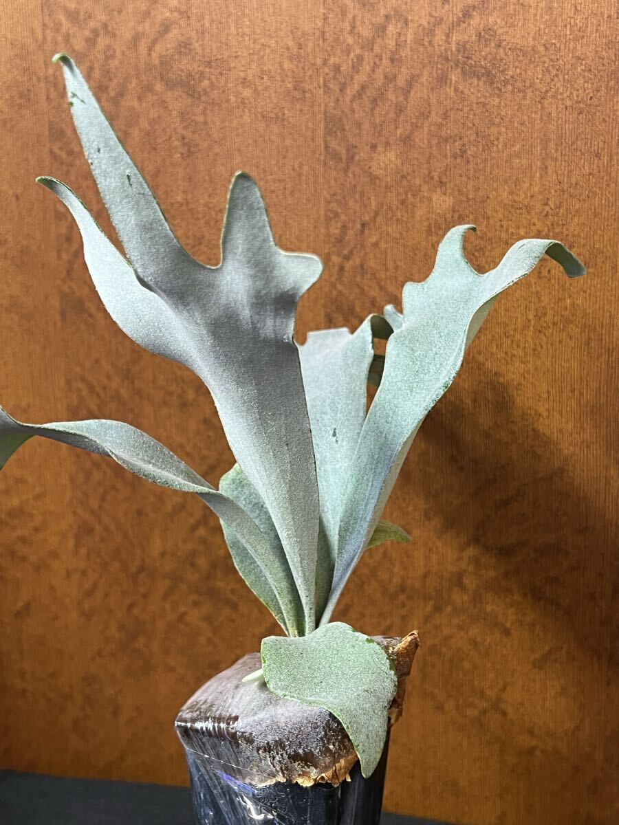 P. Pegasus Seiya (P. HFG AUS x Pegasus Sporelings #1 from ILF