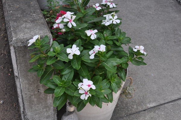 【箱付き】 シグマ SIGMA 35mm F1.4 DG HSM Art Nikon ニコン #A104-Y29AU_画像10